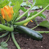 20 Graines de Courgette Black Beauty, Cucurbita Pepo