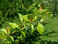 Rare 20 Graines de Pommier Sauvage, Malus Sieversii, Pommier du Kazakhstan