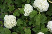 Graines de Viburnum Opulus, Viorne Obier