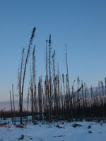 20 Graines de Épinette noire, Picea Mariana