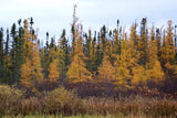 3 Graines de Épinette noire, Picea Mariana