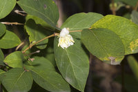 5 Graines de Chèvrefeuille d'hiver, Lonicera fragrantissima