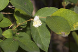 5 Graines de Chèvrefeuille d'hiver, Lonicera fragrantissima