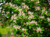 10 Graines de Chèvrefeuille d'hiver, Lonicera fragrantissima