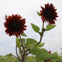 Graines Tournesol Chocolat, Helianthus Annuus Chocolat