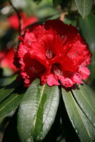 Graines de Rhododendron arboreum