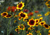 50 Graines Coreopsis Tinctoria, Coréopsis des Teinturiers