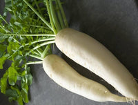 50 Graines de Radis Blanc du Japon Daikon Agata, Raphanus sativus var. niger