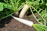 50 Graines de Radis Blanc du Japon Daikon Agata, Raphanus sativus var. niger