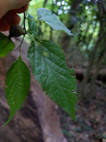 Graines Celtis laevigata, Micocoulier du Mississippi