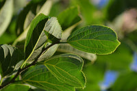 3 Graines de Celtis julianae, Micocoulier de Julian