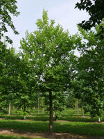 3 Graines de Celtis julianae, Micocoulier de Julian