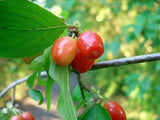 Graines de Cornouiller Mâle Cornus Mas Cornelian Cherry