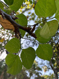 Graines Erythrina berteroana