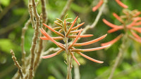 Graines Erythrina berteroana