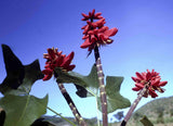 Graines Erythrina livingstoniana