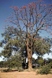 Graines Erythrina livingstoniana