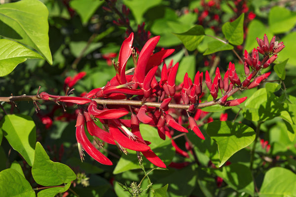 Graines Erythrina livingstoniana