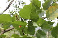 Graines Erythrina subumbrans