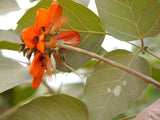 Graines Erythrina subumbrans