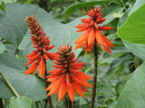 Graines Erythrina arborescens