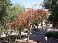 Graines Erythrina Corallodendron