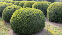 Graines Buxus Sempervirens, Buis toujours vert, Bonsaï