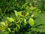 Rare 10 Graines de Pommier Sauvage, Malus Sieversii, Pommier du Kazakhstan