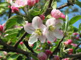 Rare 10 Graines de Pommier Sauvage, Malus Sieversii, Pommier du Kazakhstan