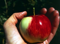 Rare 5 Graines de Pommier Sauvage, Malus Sieversii, Pommier du Kazakhstan