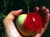 Rare 100 Graines de Pommier Sauvage, Malus Sieversii, Pommier du Kazakhstan