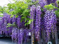 Graines Wisteria sinensis, Glycine de Chine