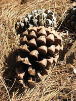 Graines de Pin de Roxburgh, Pin indien aux longues feuilles, Pinus roxburghii