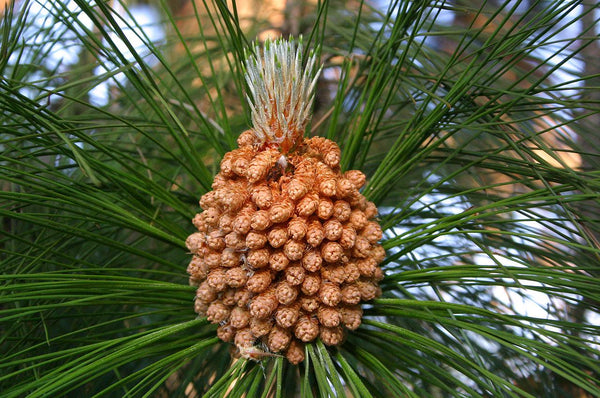 Graines de Pin de Roxburgh, Pin indien aux longues feuilles, Pinus roxburghii