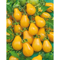 25 Graines de Tomate Cerise Yellow PearShaped