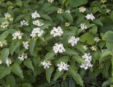 Graines Cornus drummondii, Cornouiller de Drummond