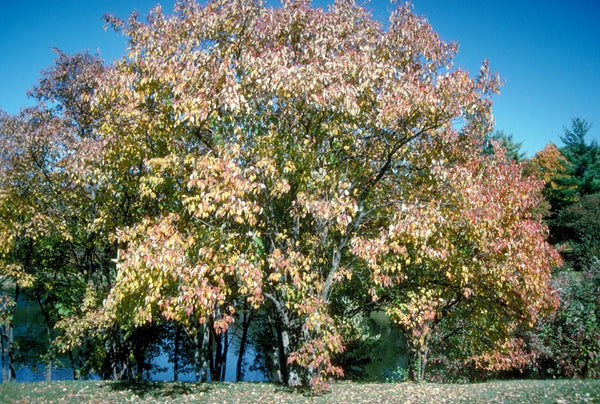 Graines Cornus drummondii, Cornouiller de Drummond