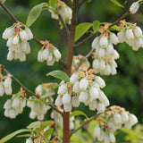 10 Graines Myrtille arbustive, Grande Myrtille, Myrtille américaine, Bleuet à corymbes, Vaccinium corymbosum