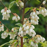 5 Graines Myrtille arbustive, Grande Myrtille, Myrtille américaine, Bleuet à corymbes, Vaccinium corymbosum