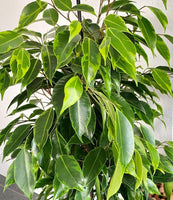 Graines Ficus Benjamina, Figuier Pleureur