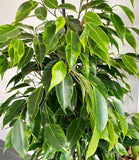 Graines Ficus Benjamina, Figuier Pleureur