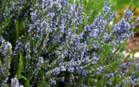 Graines Rosmarinus officinalis, Salvia rosmarinus, Romarin