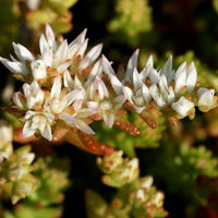 30 Graines Sedum pulchellum