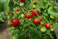 20 Graines de Tomate Cherry Maskotka, Solanum lycopersicum