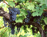 5 Graines Vitis amurensis, Vigne de l'Amour