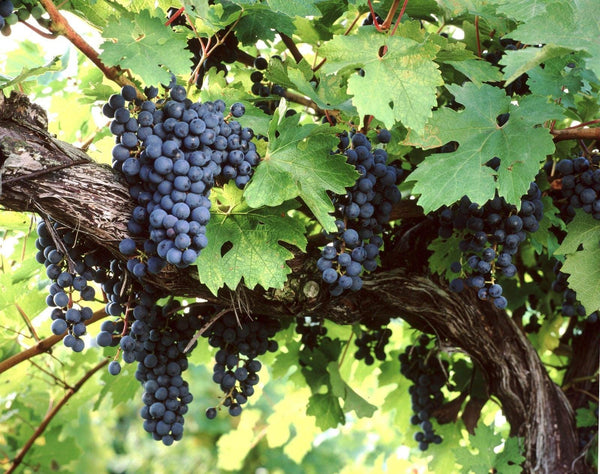 5 Graines Vitis amurensis, Vigne de l'Amour