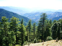 Graines de Cedrus Deodora, Cèdre de l'Himalaya