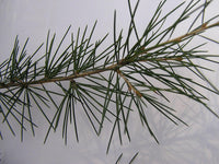 Graines de Cedrus Deodora, Cèdre de l'Himalaya