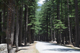 Graines de Cedrus Deodora, Cèdre de l'Himalaya