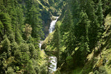 Graines de Cedrus Deodora, Cèdre de l'Himalaya